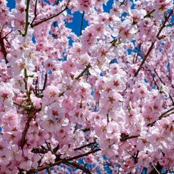 japanese_cherry_blossom_2168858_1280